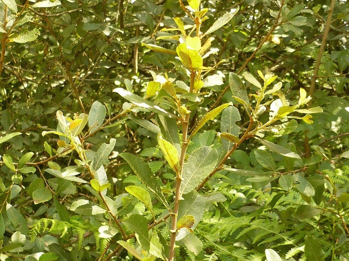 Salix atrocinerea (Salicaceae)
